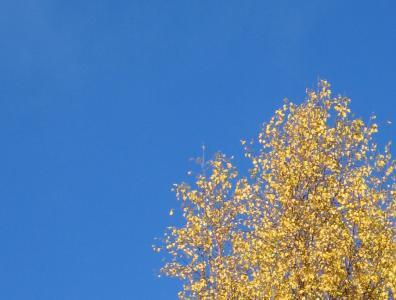 yellowandblue
